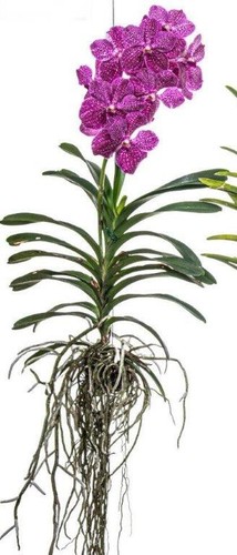 Orchidea sogno vanda rosa - orchidea,