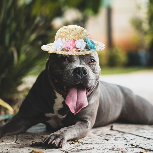 Accessori per cani - accessori,