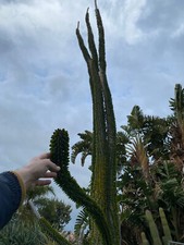 ALLUAUDIA PROCERA - PIANTA DA