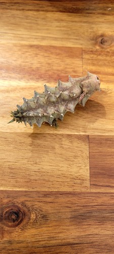 Huernia zebrina