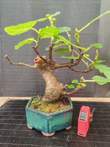 Bonsai fico 34 - h,