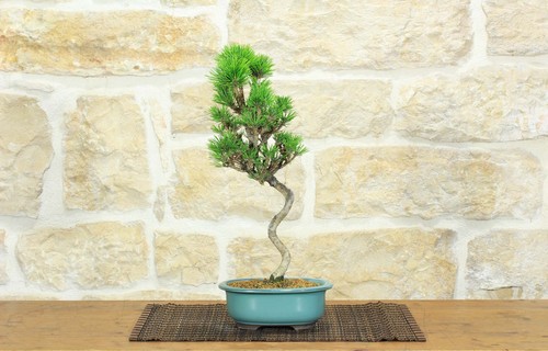 Bonsai pino nero thunbergii - bonsai,