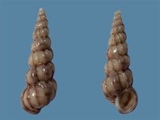 Epitoniidae epitonium - epitoniidae,,