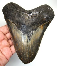 MEGALODONTE DENTE DI SQUALO -