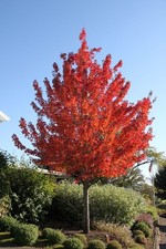 Acero rosso acer - "acer, rubrum"