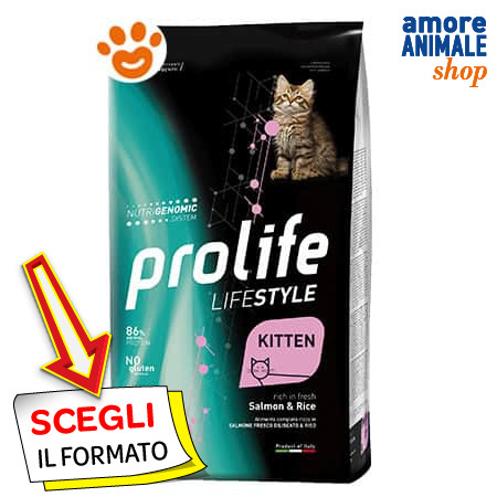 Prolife cat lifestyle - prolife, kitten