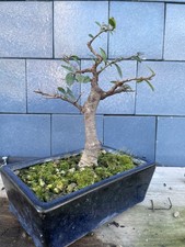 Pre bonsai Olmo Cinese
