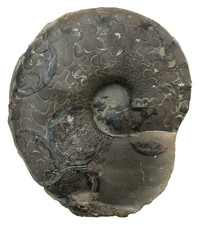 Trias Ceratites enodis rara ceratite MO2 Gänheim presso Arnstein W30-3