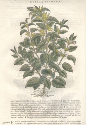 Ortica tifa stampa antica - tifa,