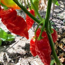 Naga Viper Hot Pepper 10 Seeds