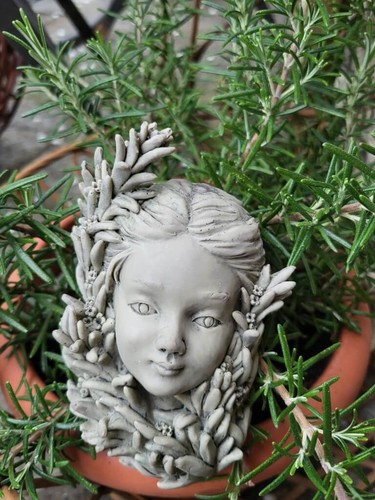 Rosmarino bambino con fiori - , in