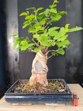 Bonsai gelso 72 - gelso, h