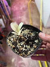 Zamioculcas zamiifolia 'Akebono' – Variegated ZZ Plant rare et en parfaite santé