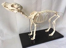 Anatomia veterinaria cane osso