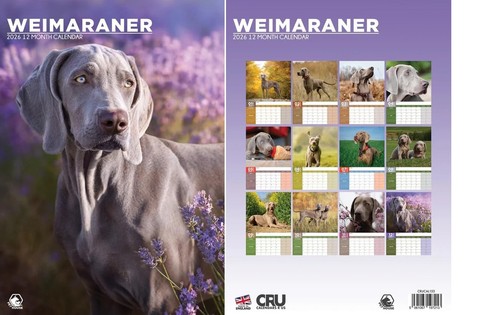 Weimaraner 2026 calendar a3 - 2026,