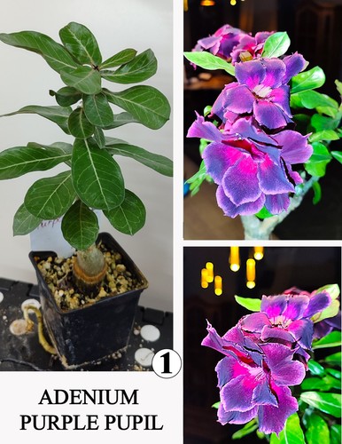 Adenium pupilla viola rosa - n1,