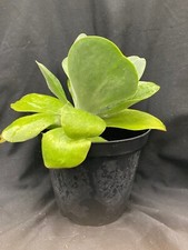 Piante grasse rosa del