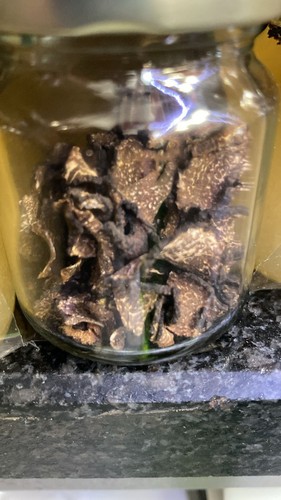 Tartufo nero estivo - tartufo,