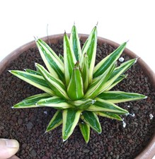 Agave victoriae-reginae cv 'Shin Yuki Yama' VARIEGATED 16cm