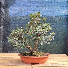 Bonsai di Filirrea (phillyrea angustifolia)