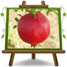 Melograno Parfianka  Altezza