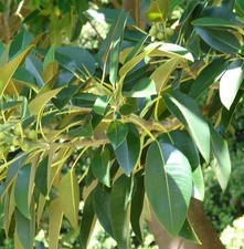 40pz pianta ficus - pianta,
