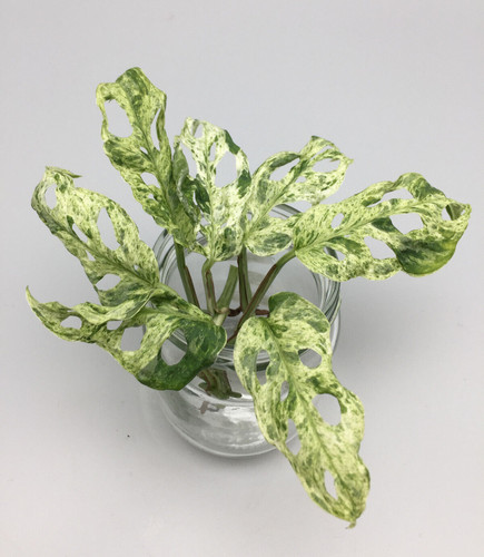 Monstera adansonii frozen - adansonii,