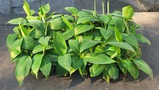 Banana Dwarf  Musa acuminata