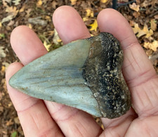 2,71" XL enorme fossile grande