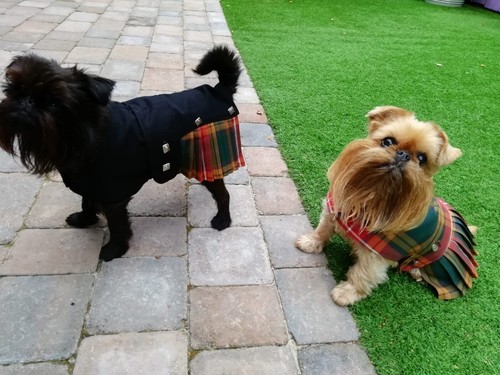 Costumi cane misura in - misura,