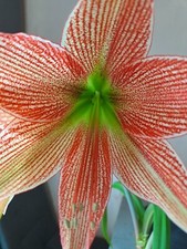 Hippeastrum AcrPx  Lapacense 1 bulb, about 6cm in diameter. 