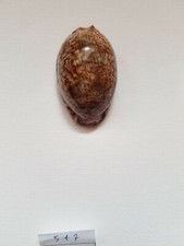 Ciprea arabica - ciprea,