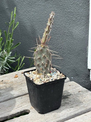 Opuntia phaeacantha viola - opuntia,