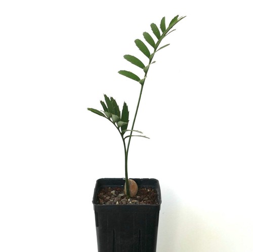 Encephalartos arenarius two - encephalartos,