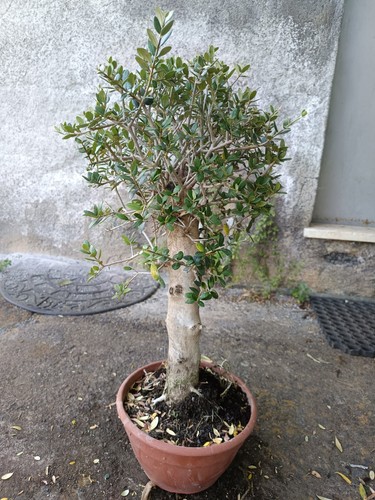 Ulivo bonsai vaso olivo - bonsai, 20