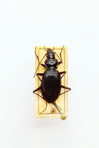 Entomology taxidermy - taxidermy,