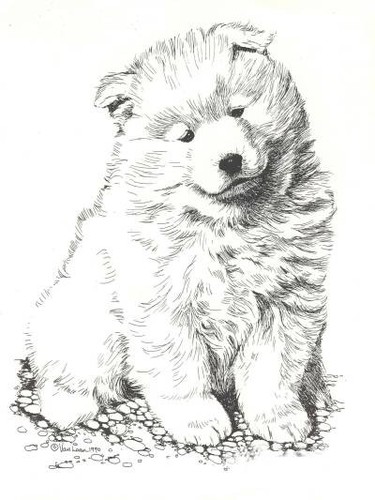 Cucciolo samoiedo edizione - samoiedo,