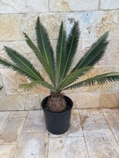 Dioon salas-moralesiae 18 cm