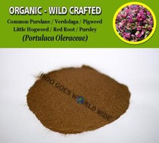 POLVERE Purslane comune Verdolaga Pigweed Little Hogweed radice rossa portula