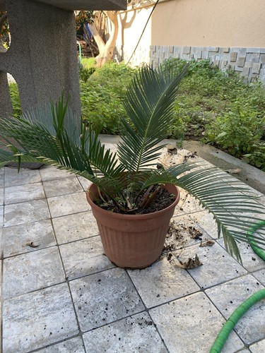 Pianta cicas cycas - pianta,