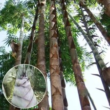 Semi Vitali Giant Moso Bamboo