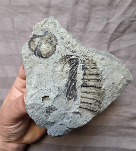 Rarissimo arctinurus boltoni - rarissimo,