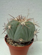 Echinocactus horizonthalonius