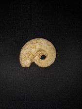 Fossile di Ammoniti -
