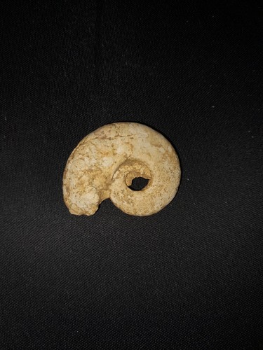 Fossile ammoniti - fossile,