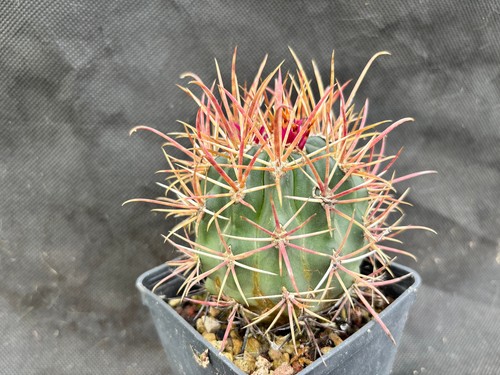 Ferocactus viscainensis - ferocactus,