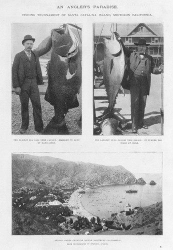 California torneo pesca - california,
