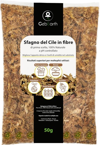 Gebearth sfagno cileno - cileno, in