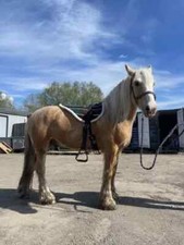 Nuovo bareback pad - , con
