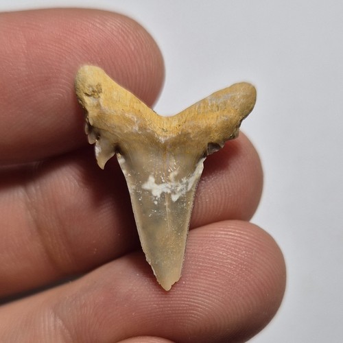 Dente fossile squalo - fossile, di